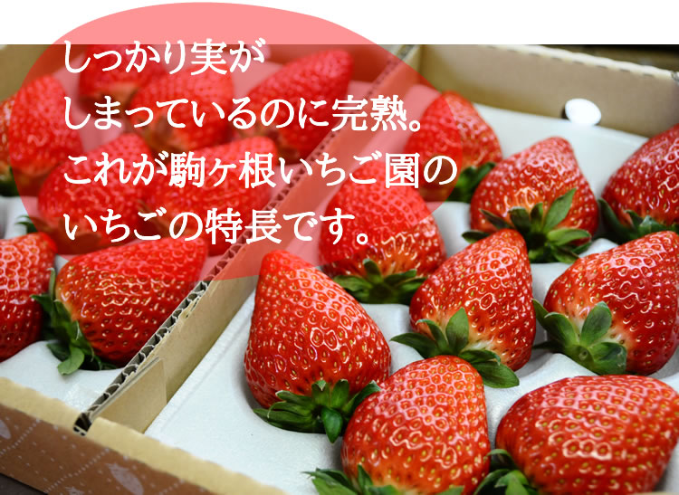 しっかり実が しまっているのに完熟。 これが駒ヶ根いちご園の いちごの特長です。