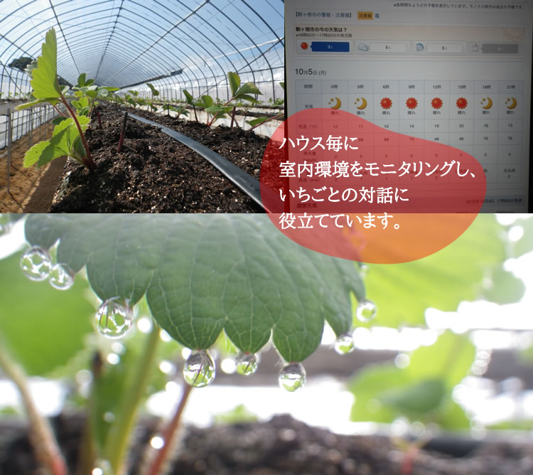 ハウス毎に 室内環境をモニタリングし、 いちごとの対話に 役立てています。