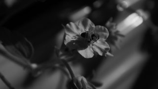 SONY DSC