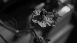 SONY DSC
