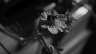 SONY DSC