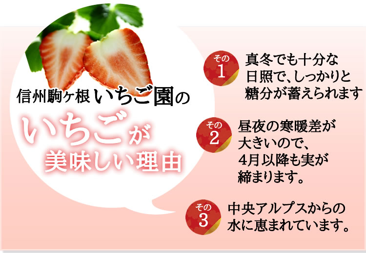 信州駒ヶ根いちご園のいちごが美味しい理由