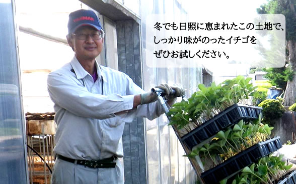 冬でも日照に恵まれたこの土地で、 しっかり味がのったイチゴを ぜひお試しください。