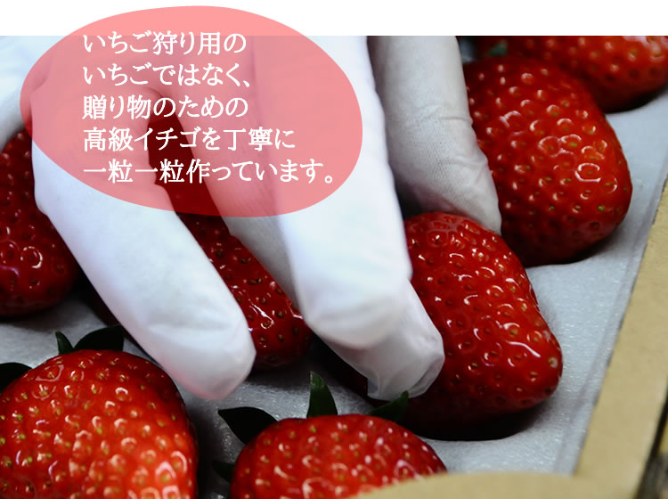 いちご狩り用の いちごではなく、 贈り物のための 高級イチゴを丁寧に 一粒一粒作っています。