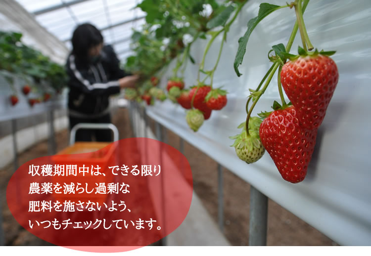 収穫期間中は、できる限り 農薬を減らし過剰な 肥料を施さないよう、 いつもチェックしています。