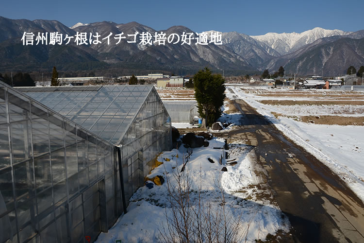 信州駒ヶ根はイチゴ栽培の好適地