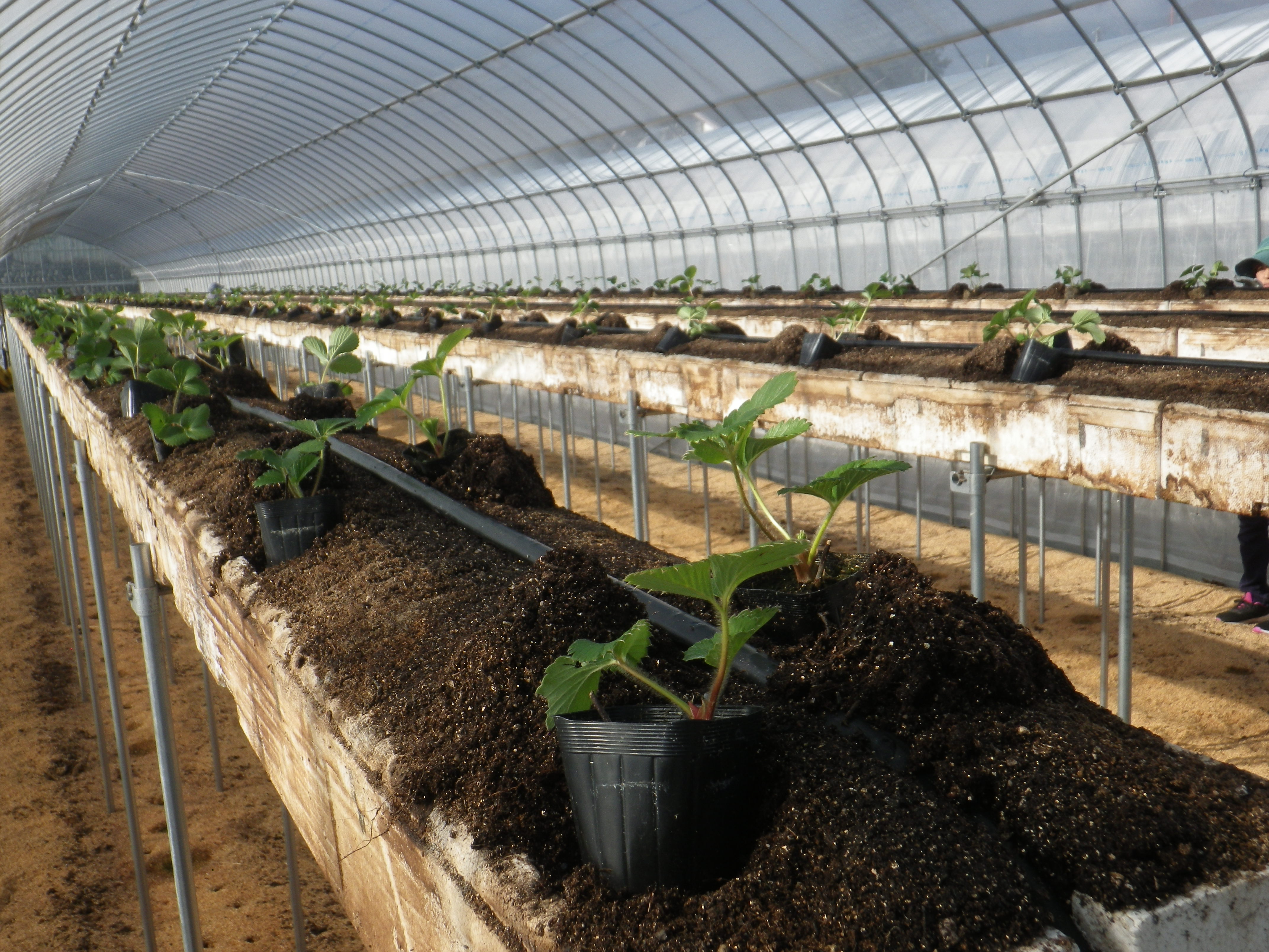 来年の親株を植えました いちご通販は信州 駒ヶ根いちご園